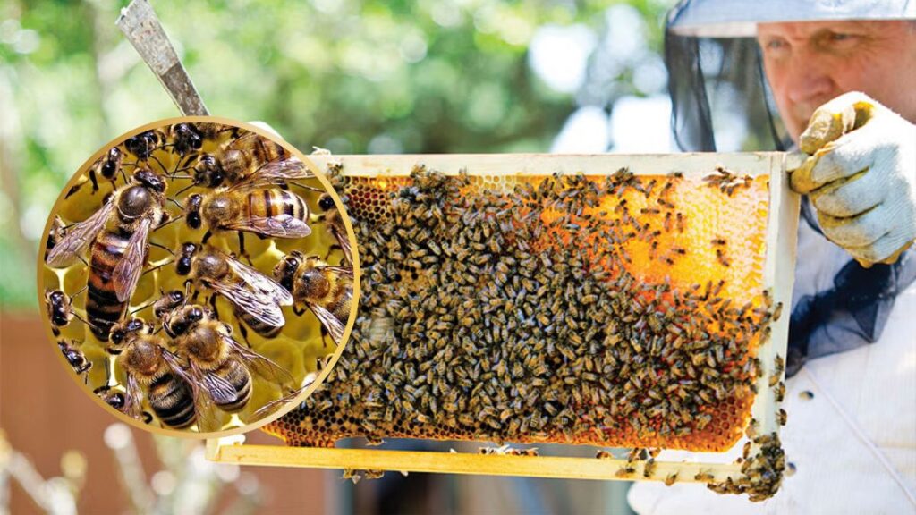 मधुमक्खी पालन कर किसान कमा सकते है मोटा मुनाफा, जानिए पूरी प्रोसेस
