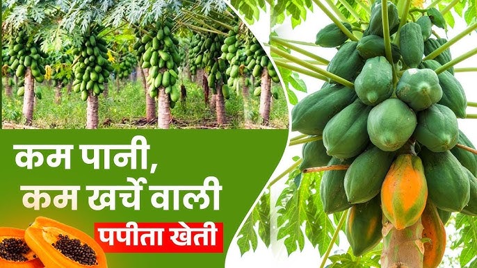 Papaya Farming: पपीते की खेती से किसान कमाएंगे तगड़ा मुनाफा, जानिए उन्नत किस्मे और खेती की प्रोसेस