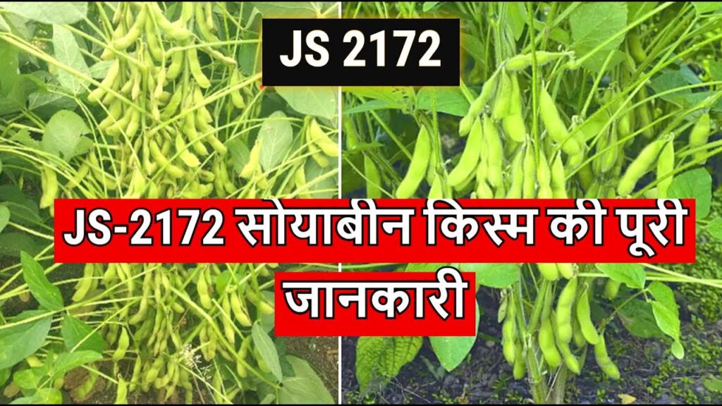 मध्य प्रदेश के किसानों की किस्मत चमकाएगी JS 21-72 सोयाबीन, देखिये खासियत और उत्पादन